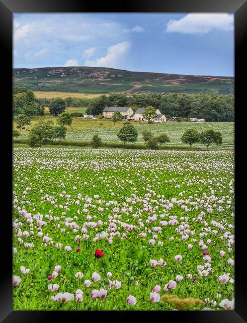 Poppy fields of Northumberland  Framed Print by Tony lopez
