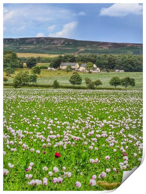 Poppy fields of Northumberland  Print by Tony lopez