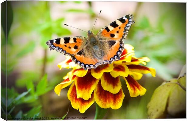 A close up of a tortoise shell butterfly on a flower Canvas Print by Helen Reid