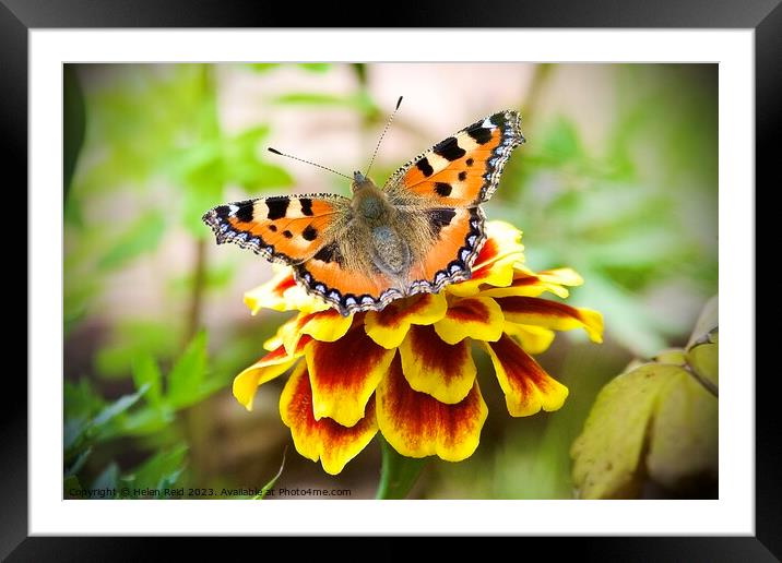 A close up of a tortoise shell butterfly on a flower Framed Mounted Print by Helen Reid