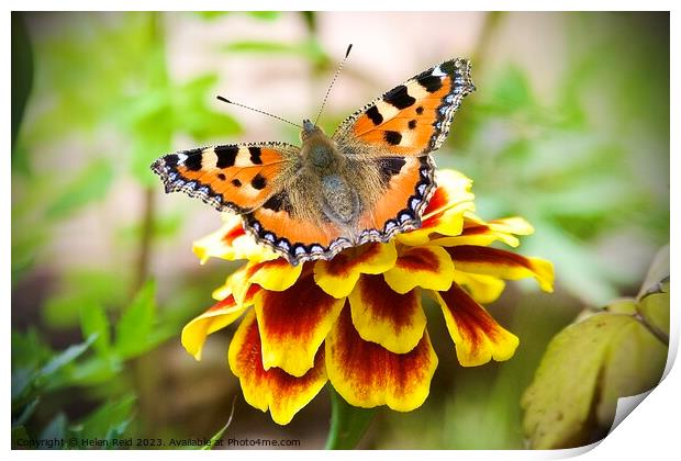 A close up of a tortoise shell butterfly on a flower Print by Helen Reid