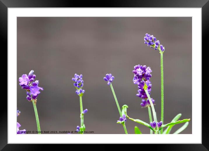 Purple lavender flower stems Framed Mounted Print by Helen Reid