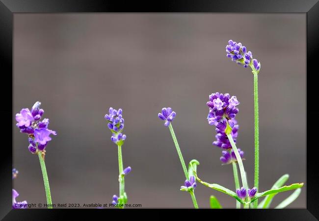 Purple lavender flower stems Framed Print by Helen Reid