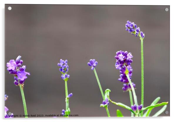 Purple lavender flower stems Acrylic by Helen Reid