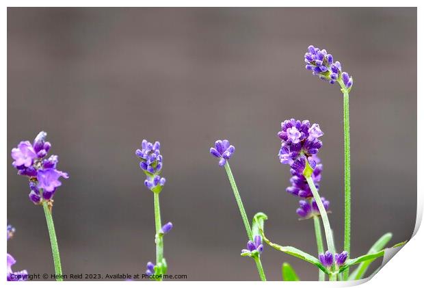 Purple lavender flower stems Print by Helen Reid
