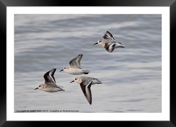Sanderlings in flight Framed Mounted Print by Helen Reid