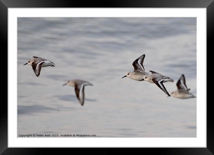 Sanderling birds in flight Framed Mounted Print by Helen Reid