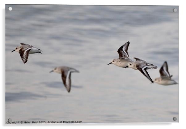 Sanderling birds in flight Acrylic by Helen Reid