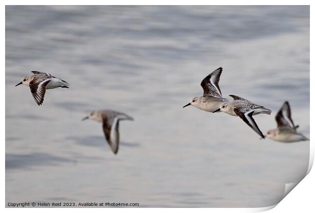 Sanderling birds in flight Print by Helen Reid