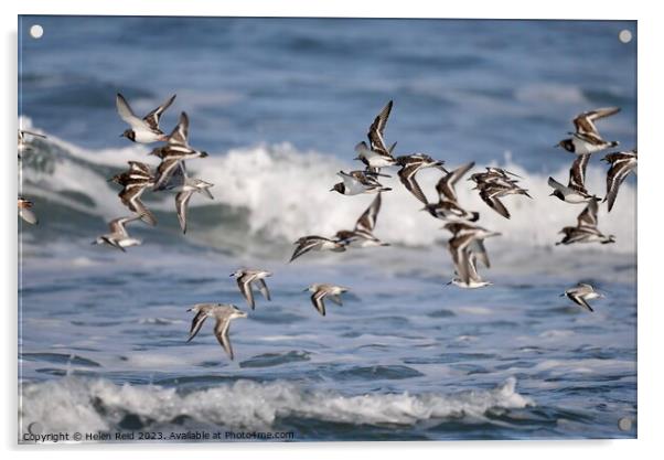 Turnstones in flight Acrylic by Helen Reid