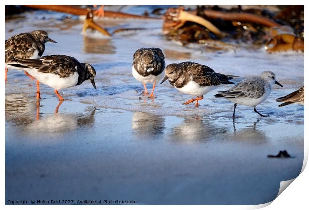 Wader birds on the shoreline Print by Helen Reid