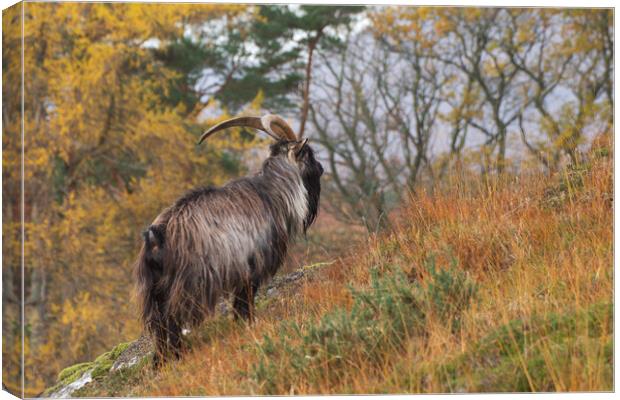 Feral Goat Canvas Print by Macrae Images