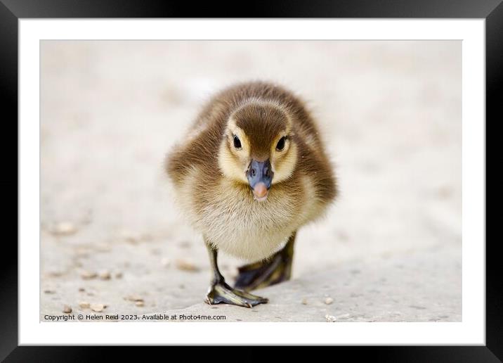 Mandarin Duckling staring at camera Framed Mounted Print by Helen Reid