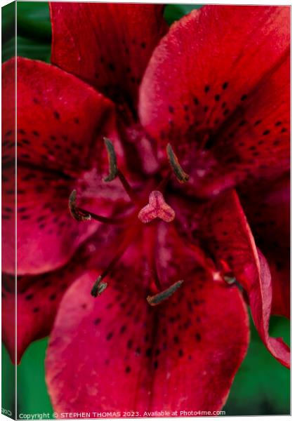Big Red Lily Canvas Print by STEPHEN THOMAS