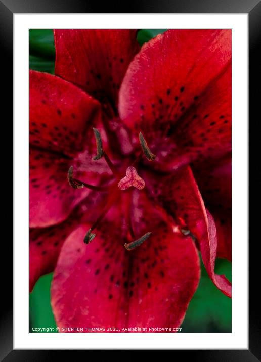 Big Red Lily Framed Mounted Print by STEPHEN THOMAS