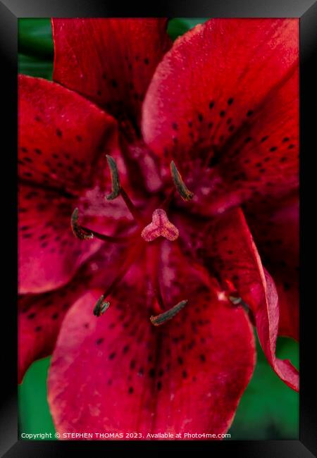 Big Red Lily Framed Print by STEPHEN THOMAS