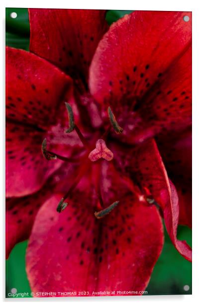 Big Red Lily Acrylic by STEPHEN THOMAS