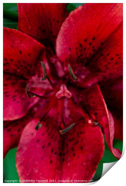 Big Red Lily Print by STEPHEN THOMAS