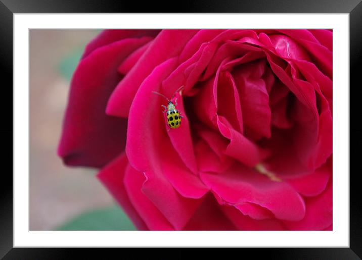 Green Ladybug Framed Mounted Print by samantha boyer