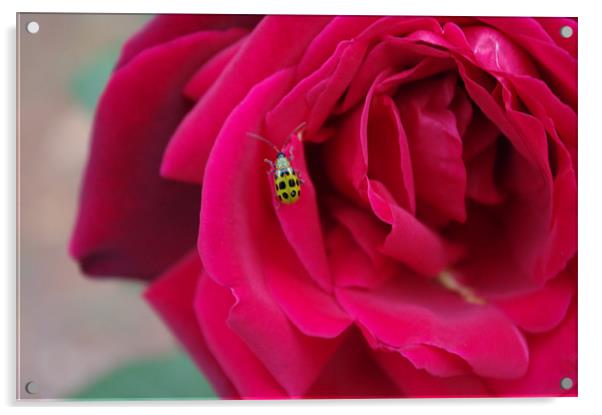 Green Ladybug Acrylic by samantha boyer