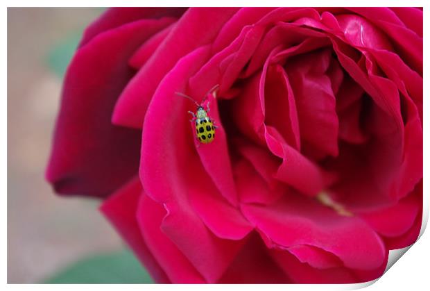 Green Ladybug Print by samantha boyer