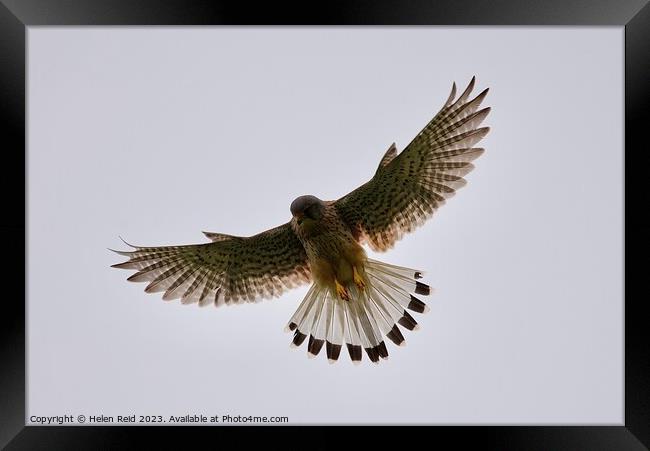 A kestrel bird flying in the sky Framed Print by Helen Reid