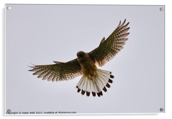 A kestrel bird flying in the sky Acrylic by Helen Reid