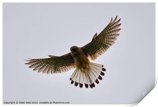A kestrel bird flying in the sky Print by Helen Reid