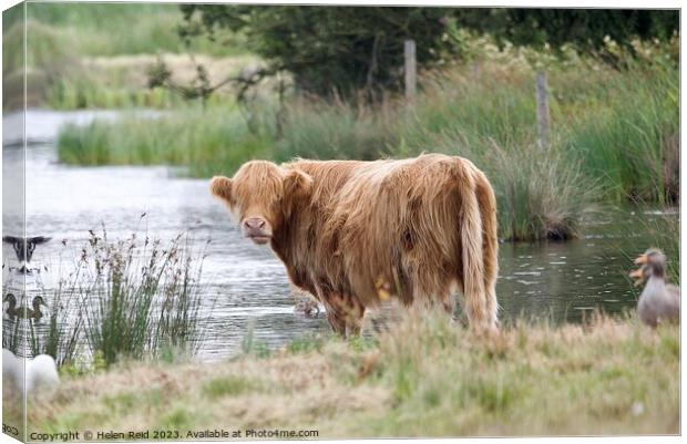 A brown highland cow standing next to a body of water Canvas Print by Helen Reid
