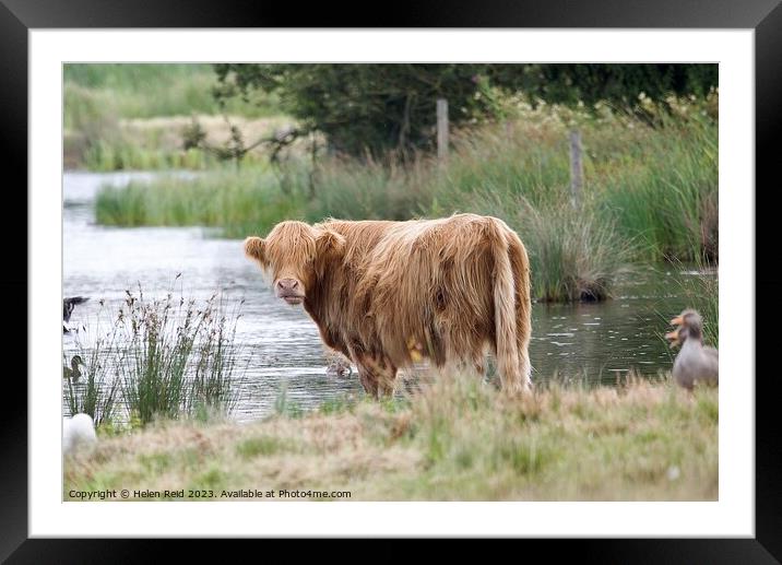 A brown highland cow standing next to a body of water Framed Mounted Print by Helen Reid