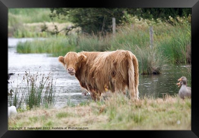 A brown highland cow standing next to a body of water Framed Print by Helen Reid