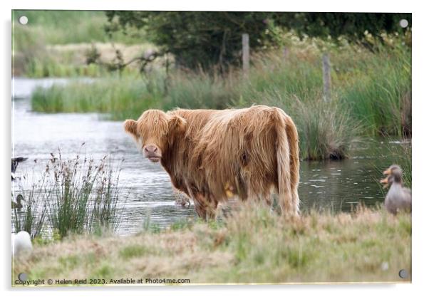 A brown highland cow standing next to a body of water Acrylic by Helen Reid