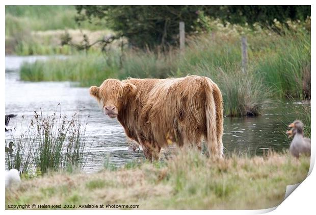 A brown highland cow standing next to a body of water Print by Helen Reid