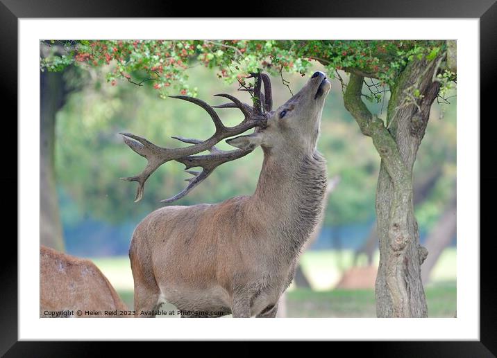 A deer standing in the grass Framed Mounted Print by Helen Reid