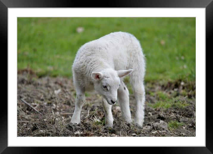 A baby sheep standing on top of a grass covered field Framed Mounted Print by Helen Reid