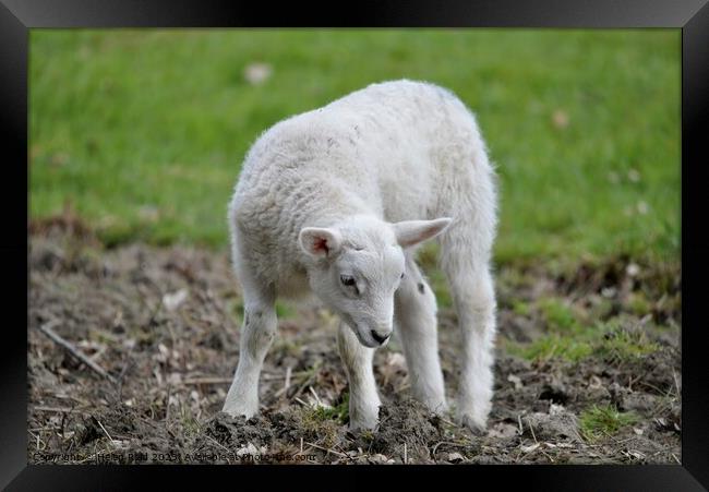 A baby sheep standing on top of a grass covered field Framed Print by Helen Reid