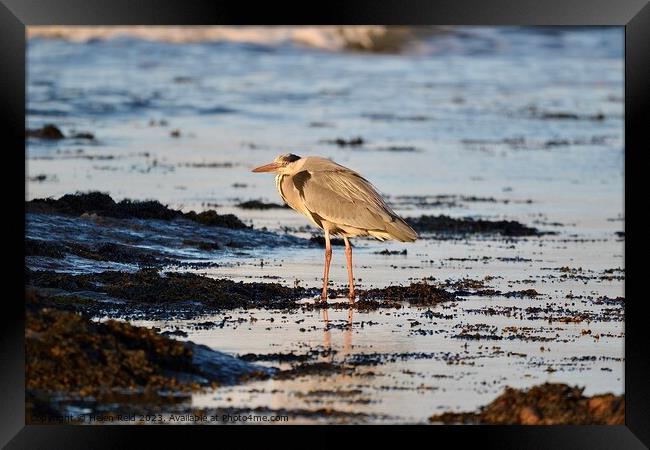 Grey Heron stood on the sea shore Framed Print by Helen Reid