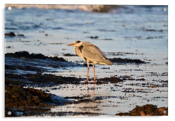 Grey Heron stood on the sea shore Acrylic by Helen Reid