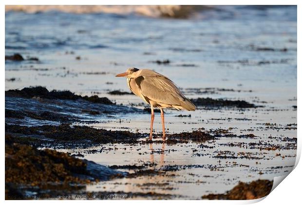 Grey Heron stood on the sea shore Print by Helen Reid