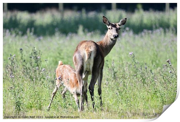 Red deer hind and fawn feeding Print by Helen Reid