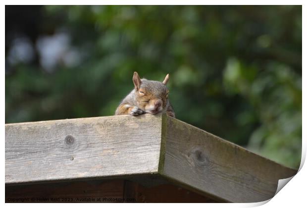 Sleeping squirrel Print by Helen Reid