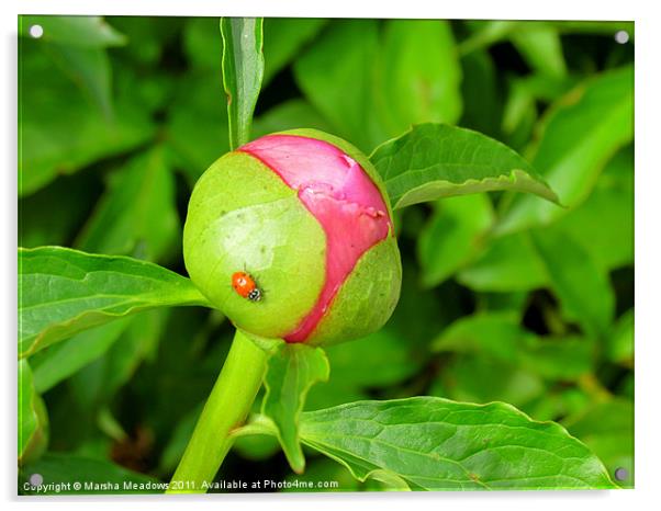 Ladybug Rose Acrylic by Marsha Meadows