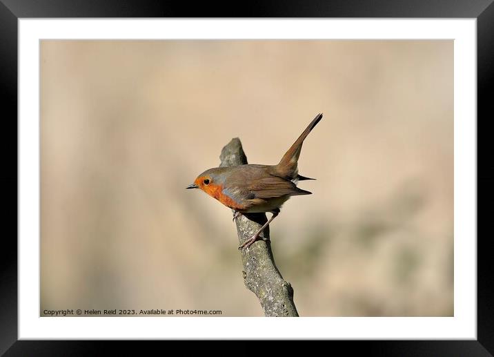 Robin perpendicular to the branch Framed Mounted Print by Helen Reid