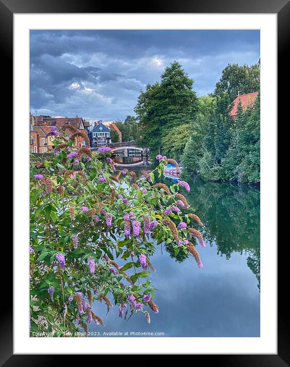 Purple Buddleia Quayside Norwich Framed Mounted Print by Sally Lloyd