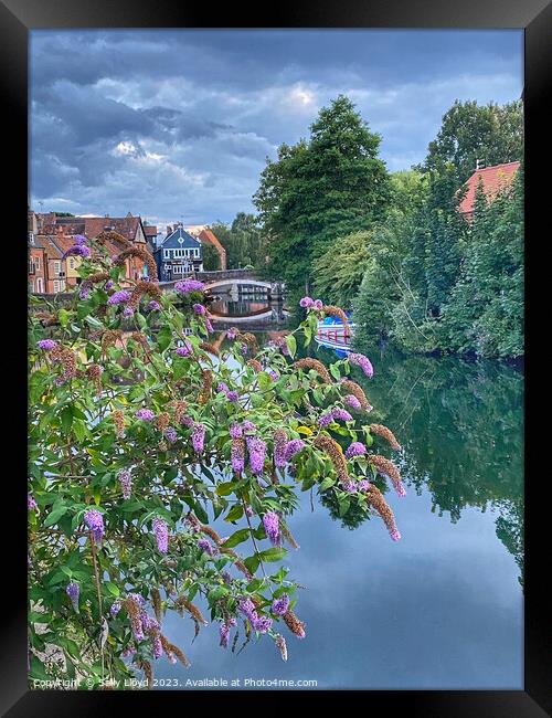 Purple Buddleia Quayside Norwich Framed Print by Sally Lloyd