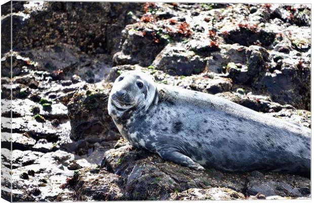 Grey Seal on a rock Canvas Print by Helen Reid