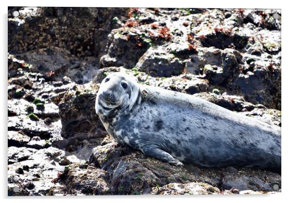 Grey Seal on a rock Acrylic by Helen Reid