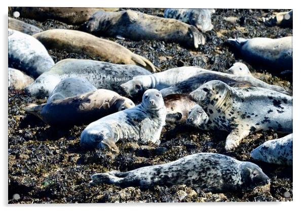 Grey Seals Acrylic by Helen Reid