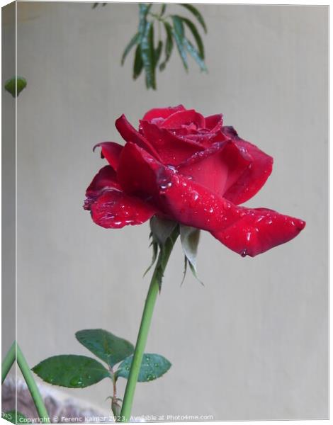 tearful rose Canvas Print by Ferenc Kalmar