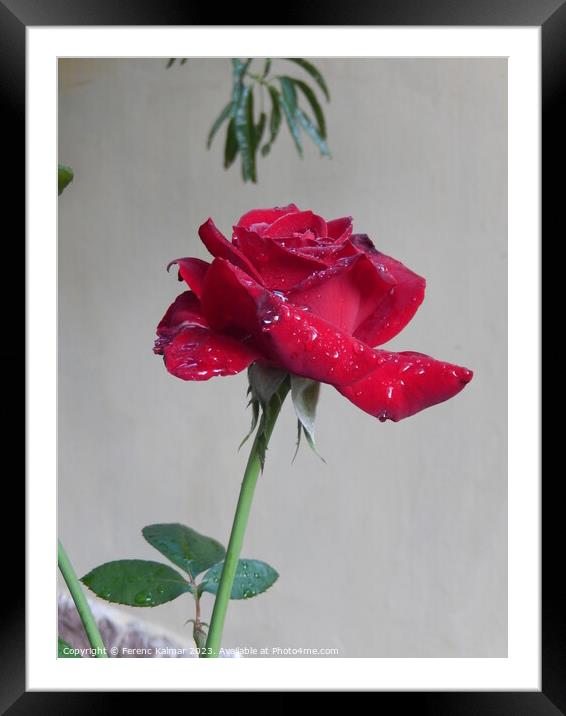 tearful rose Framed Mounted Print by Ferenc Kalmar